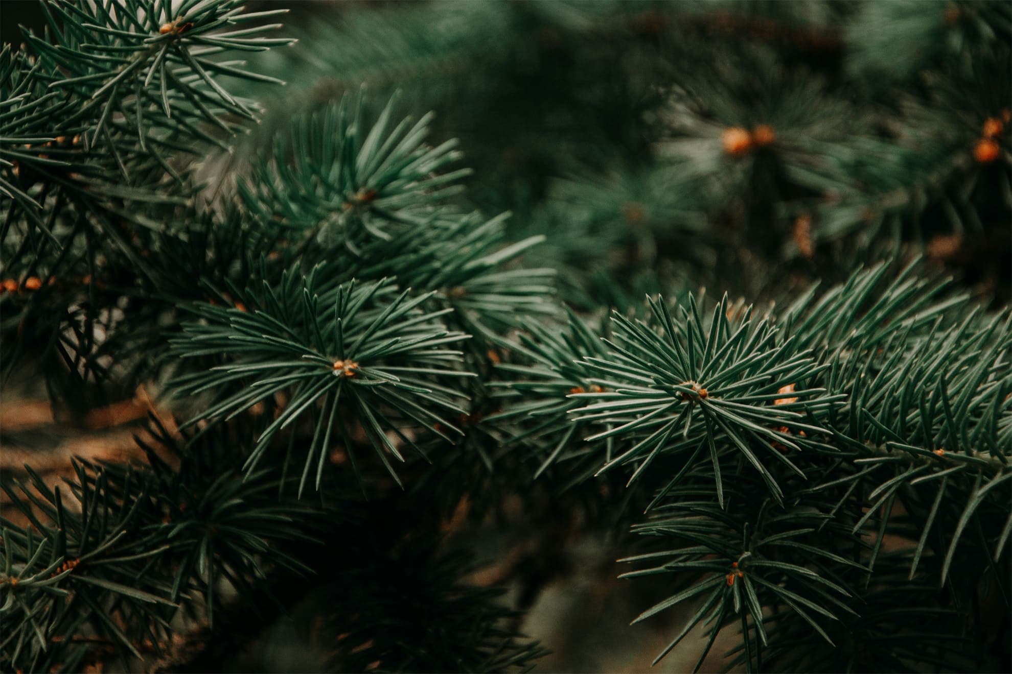 Branches de sapins